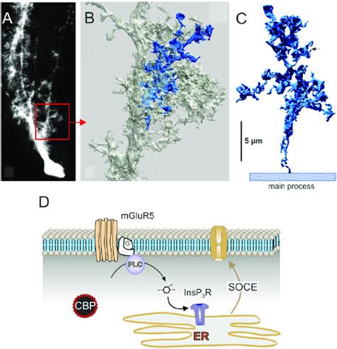 Formation Of Ca Microdomain In The Perisynaptic Appendages Of