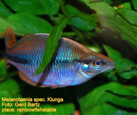 Melanotaenia Spec Kiunga Rainbowfishstable