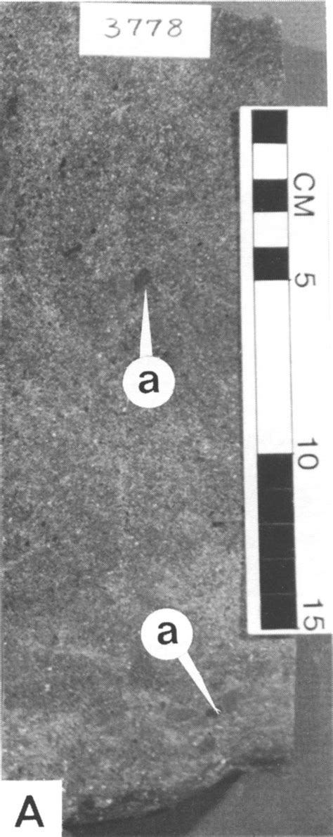 Kgs Subsurface Geology Prather D Zone Cyclothem Lansing Kansas