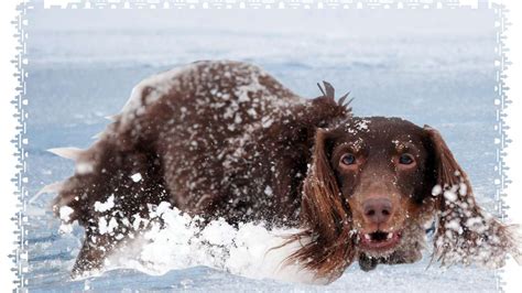 Dackel Drama In Hamburg Hund Bricht Ins Eis Tot In Der Alster