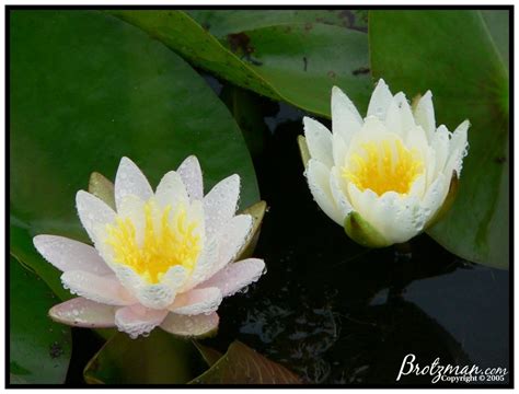 Water Lilies, Brotzman.com Gallery