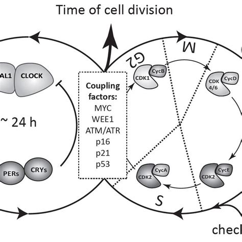 Pdf Circadian Clock Cell Division And Cancer From Molecules To