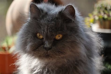 Blue Persian Cat Breed: Info, Pictures, Care & Facts - Catster