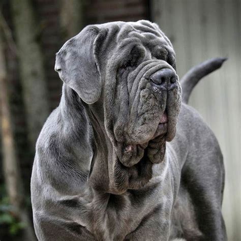 Neapolitan Mastiff | DinoAnimals.com