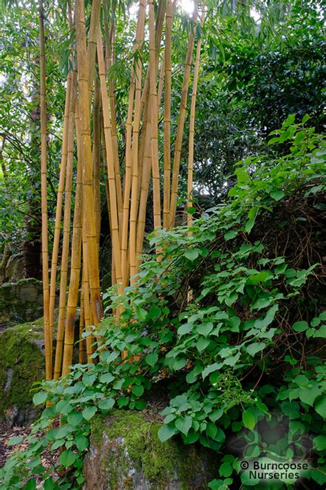 Bamboo Phyllostachys Aureosulcata Spectabilis From Burncoose Nurseries