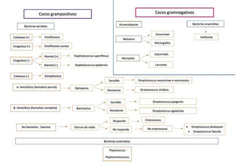 Bacilos Gram Negativos Y Cocos Gram Positivos