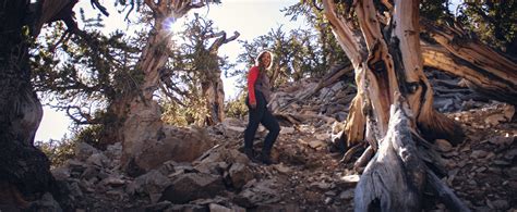 Visiting the Ancient Bristlecone Pine Forest — Flying Dawn Marie ...