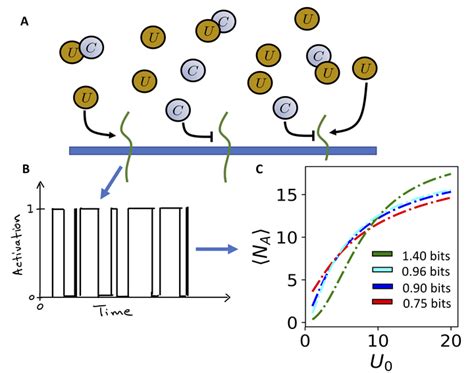 Systems Biology Of Proteostasis And The Unfolded Protein Response