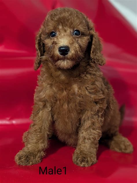 Poodle Puppies | Dogs & Puppies for Rehoming | Barrie | Kijiji Classifieds