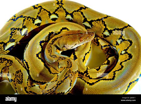 Pit N Enano Reticulado Malayopython Reticulatus Satutrai Sobre Fondo