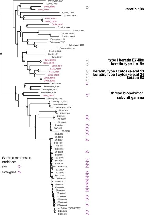 Figures And Data In Epidermal Threads Reveal The Origin Of Hagfish