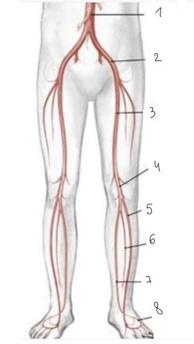 Vascularisation Membre Inf Cartes Quizlet