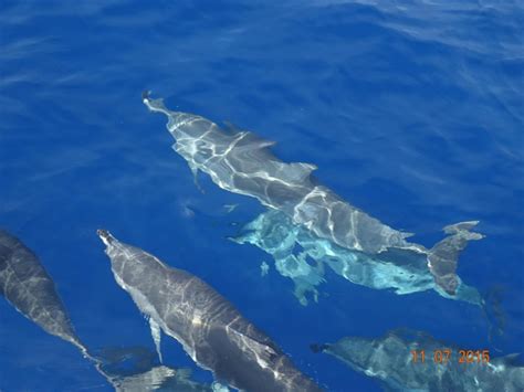 Clymene Dolphin – "OCEAN TREASURES" Memorial Library