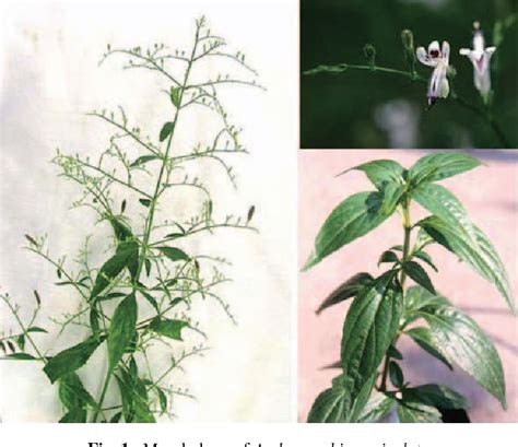 Table 1 From Pharmacological Aspects Of Andrographis Paniculata On