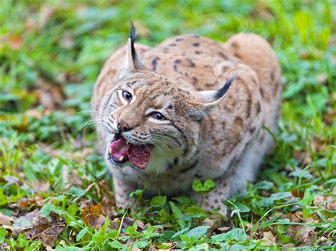 Lynx Cat Lying On Green Grass During Daytime In Close Up Photography Hd