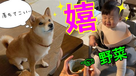 野菜を超幸せそうに食べる娘の下でおこぼれを狙う柴犬がいた話 柴犬りんご郎ブログ