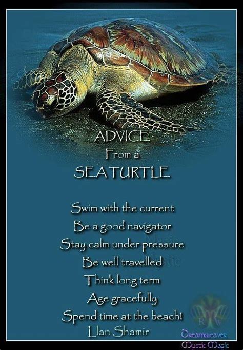 Advice From A Sea Turtle Turtle Advice Sea Turtle