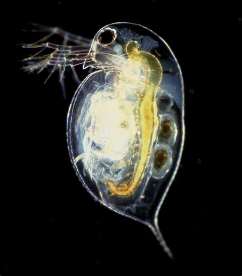 Does Sex Lead To Fewer Mutations Introductory Biology Evolutionary And Ecological Perspectives