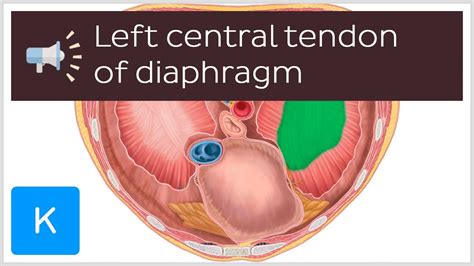 Central Tendon Of Diaphragm - cloudshareinfo