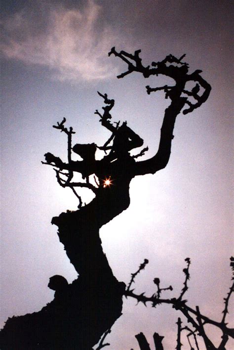 witch tree alchetron   social encyclopedia