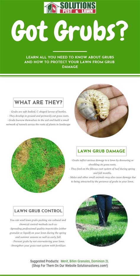 The Easy Way To Eliminate White Grubs From Your Lawn INFOGRAPHIC