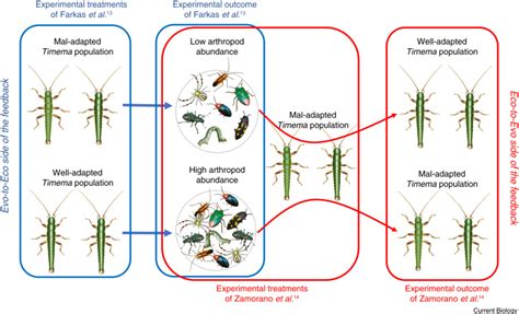 Eco Evolutionary Dynamics An Experimental Demonstration In Nature