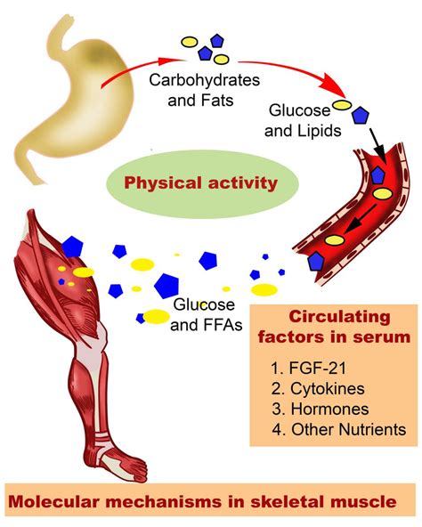 Regulators Of Glucose And Lipid Metabolism Investigated In This Thesis