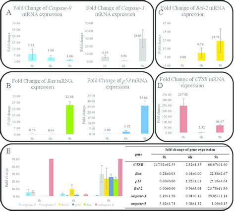 Real Time Pcr Analysis For Cathepsin B Bax P53 Bcl 2 Caspase 3 And Download Scientific