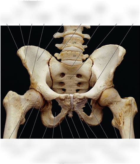 Pelvis Anterior Diagram Quizlet