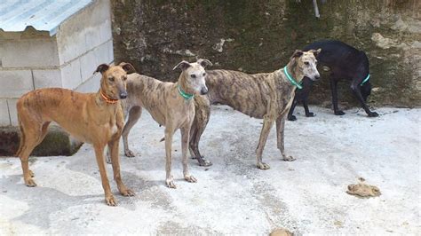 Fotos De Galgos Puros Imagui