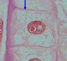 HISTOLOGY LAB Tissue Identification Flashcards Quizlet