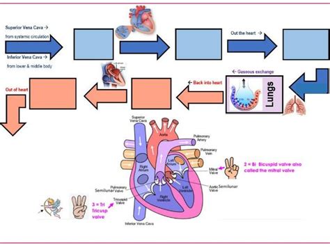 Cardiovascular Heart and Heart Health Revision GCSE Activity | Teaching ...