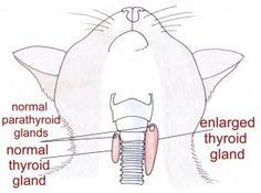 Thyroid Disease