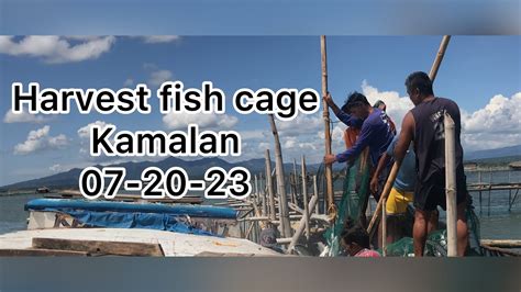 Harvest Fish Cage Kamalan Lala Lanao Del Norte July 20 2023 YouTube