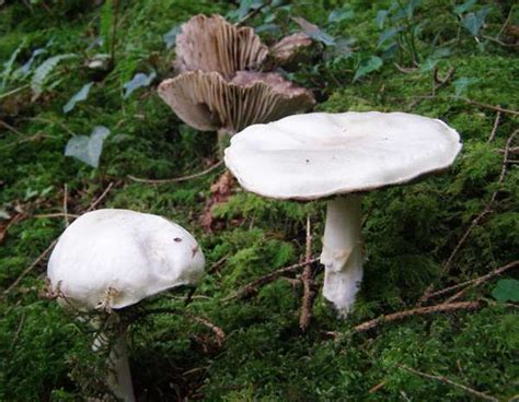 Agaricus sylvicola, Wood Mushroom