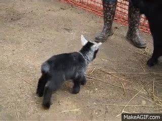 Pygmy Goat Happy Dance on Make a GIF