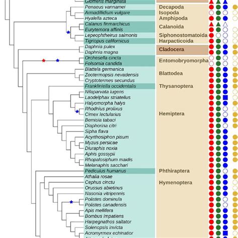 Overview Of The Metazoan Phylogeny With A Focus On Ecdysozoa The