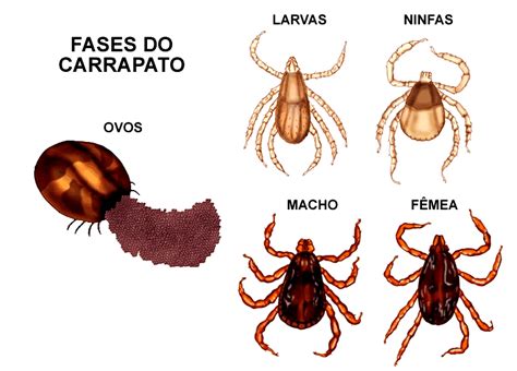 De Onde Vem O Carrapato - Servet | Os Carrapatos