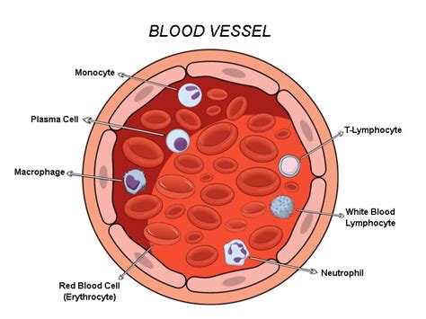 White Blood Cell Labeled