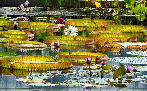 Beautiful Lily Pads Stanley Zimny Thank You For 70 Million Views