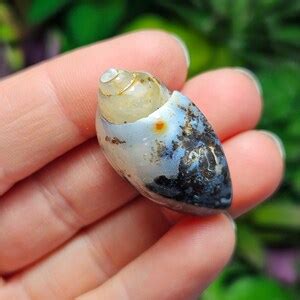 Spiralite Fossil Shell Crystal Seashell Agatized Shell Agate Seashell