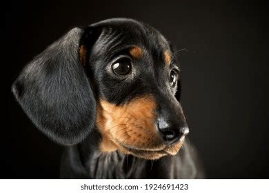 4,524 Black Tan Dachshunds Royalty-Free Images, Stock Photos & Pictures ...