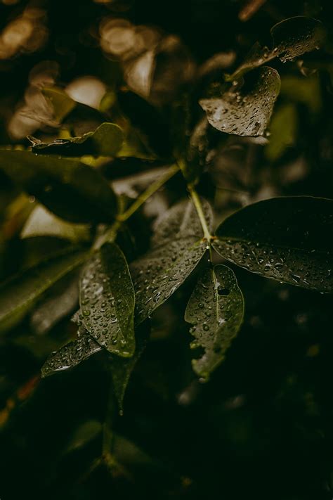 Water Leaves Drops Plant Macro Hd Phone Wallpaper Pxfuel