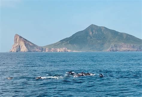 賞鯨豚登龜山島龜山八景 羅東夜市 哈妮的家