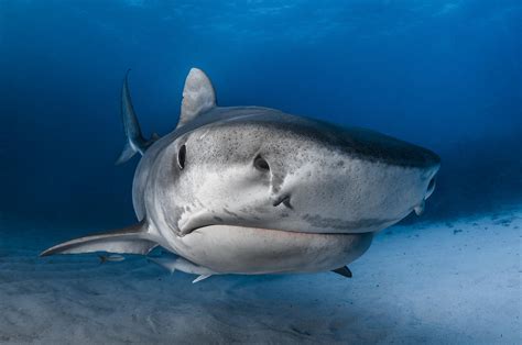 Greg Lecoeur Underwater And Wildlife Photography Galeocerdo Cuvier