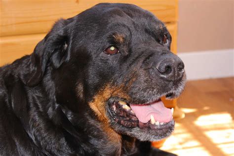 Everything You Wanted To Know About Female Rottweilers