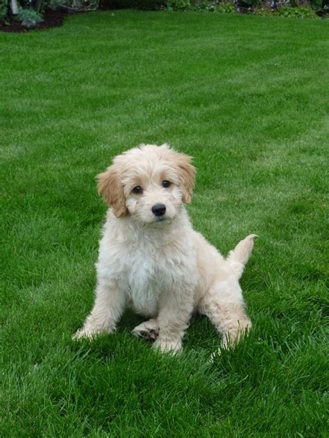 39 best Mini Goldendoodles images on Pinterest