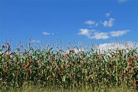 Corn Field With Blue Sky Stock Image Image Of Blue Stalks 29408949