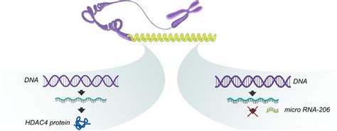 Microrna Mediated Regulation Of Gene Expression Micrornas Are Small Download Scientific