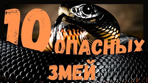 ТОП 10 САМЫХ ОПАСНЫХ ЗМЕЙ НА ПЛАНЕТЕ - YouTube